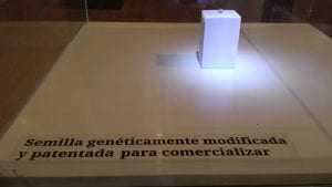 A genetically modified soybean on display in the Natural Science Museum in Rosario